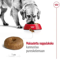 Royal Canin Maxi Ageing 8+
