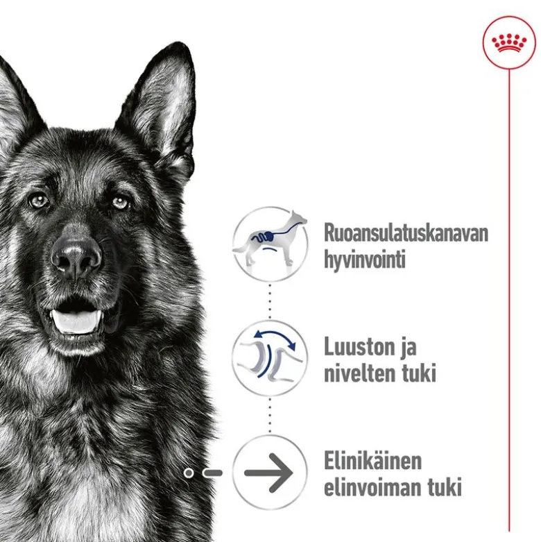 Royal Canin Maxi Ageing Mousse