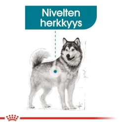 Royal Canin Maxi Joint Care