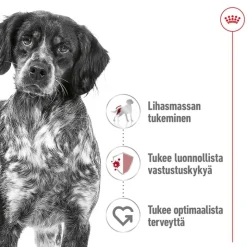 Royal Canin Medium Adult Mousse