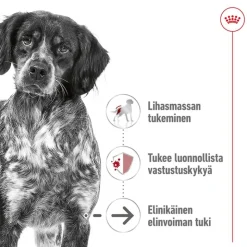 Royal Canin Medium Ageing Mousse