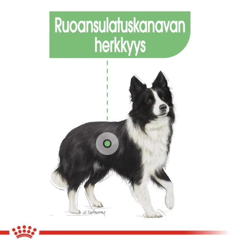 Royal Canin Medium Digestive Care