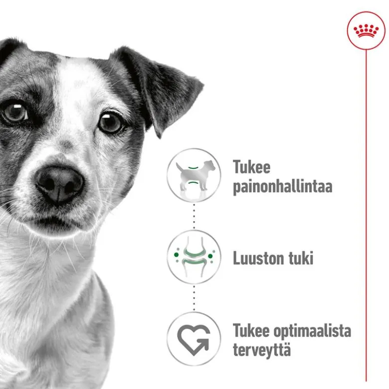 Royal Canin Mini Adult kastikkeessa