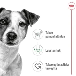 Royal Canin Mini Adult Mousse