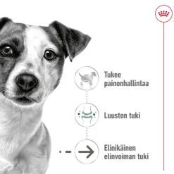 Royal Canin Mini Ageing 12+