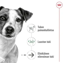 Royal Canin Mini Ageing kastikkeessa