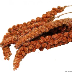 Savic Pincer -ruokapidike