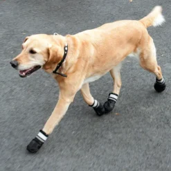 S & P Boots -koirantossut