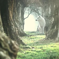 Wolf of Wilderness Adult -kokeilupakkaus, monta makua