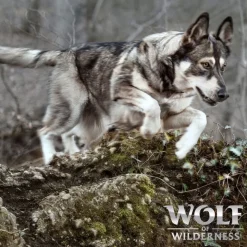 Wolf of Wilderness "Ebony Twilight" villisika & puhveli – viljaton