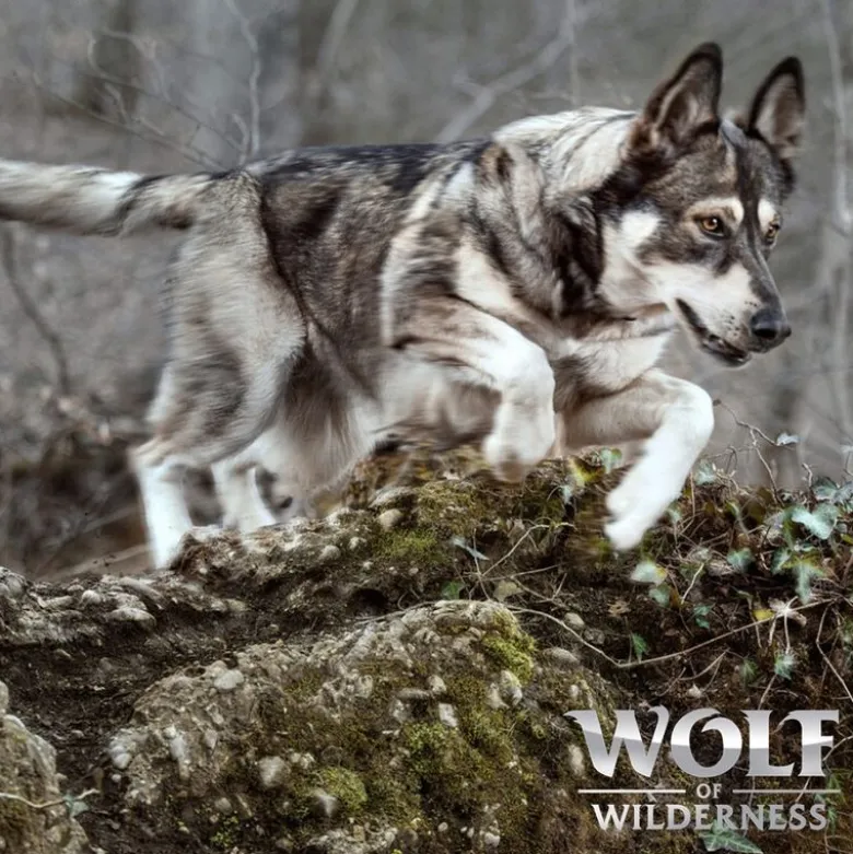 Wolf of Wilderness Junior "Wild Hills" ankka – viljaton