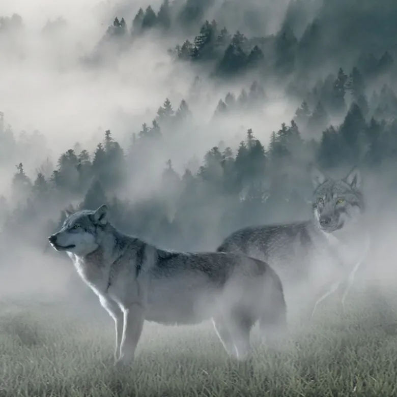Wolf of Wilderness - kylmäkuivatut herkut