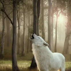 Wolf of Wilderness