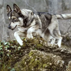 Wolf of Wilderness Training ”Explore the Green Fields” kana & lammas