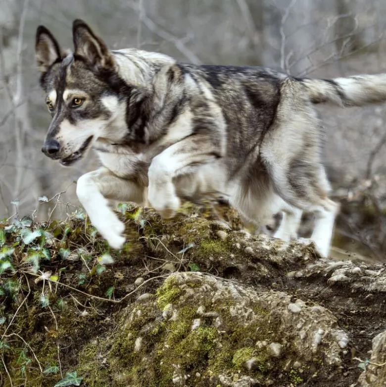 Wolf of Wilderness Training ”Explore the Green Fields” kana & lammas