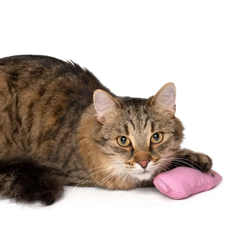 zooplus Basics Kitty -kissanlelusetti kissanmintulla