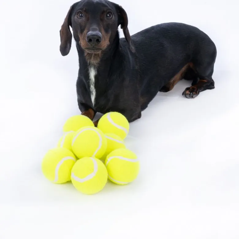 zooplus Basics -tennispallosetti