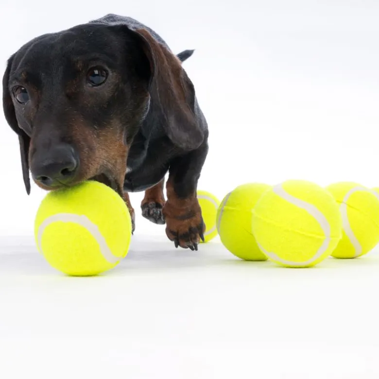 zooplus Basics -tennispallosetti