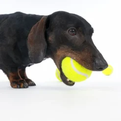 zooplus Basics -tennispallosetti