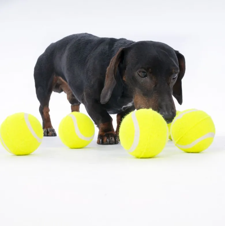 zooplus Basics -tennispallosetti
