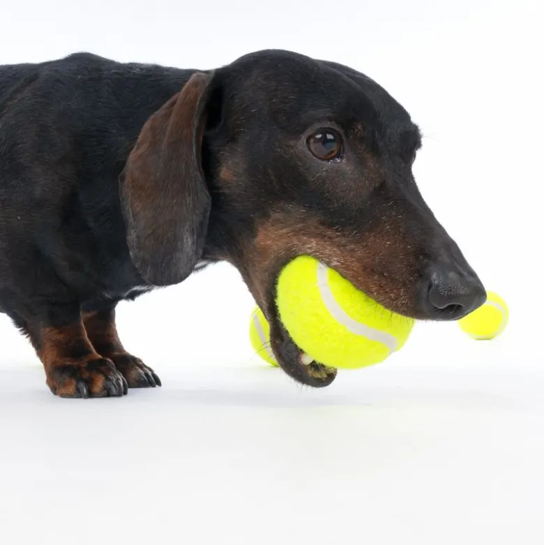 zooplus Basics -tennispallosetti